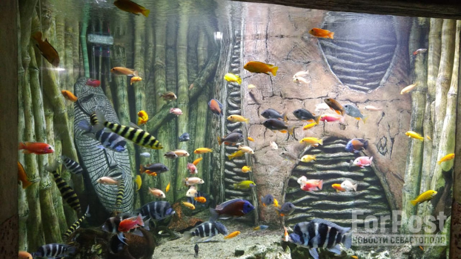 При затоплении аквариума-музея в Севастополе погибли более 500 морских животных